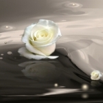 rozen rozen