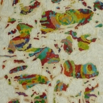 Lacerated Rainbow Lacerated Rainbow