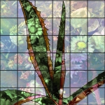 Agave Agave
