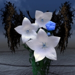 Campanula Curiosa Campanula Curiosa