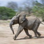 baby olifantje, Ithumba, Kenia