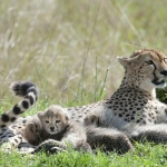 Cheetah met jong