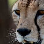 Close-up van een cheetah. Masai Mara, Kenia.
