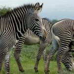 Grevy zebra's in Buffelo Springs, Kenia