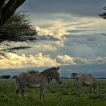 Grevy zebra's in Buffelo Springs, Kenia.