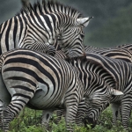 Zebra's bepalen hun dominantie, Serengeti NP., Tanzania.