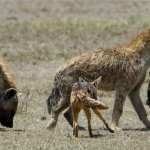 Hyena's bij een prooi, de kop van een gnoe, Ngorongorokrater, Tanzania
