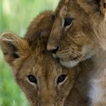 Twee baby leeuwtjes socialiseren, Masai Mara, Kenia.