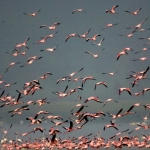 Flamingo's in de vlucht, Lake Nakuru, Kenia.