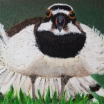 Charadrius dubius Charadrius dubius