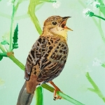 Locustella naevia Locustella naevia