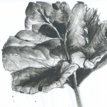 Groot Hoefblad I Groot Hoefblad I