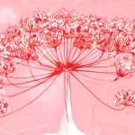 Berenklauw Roze Berenklauw Roze
