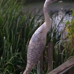 kleine zilver reiger kleine zilver reiger