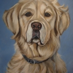 Golden Retriever 3 Golden Retriever 3
