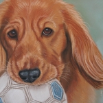 Jonge cockerspaniel met bal Jonge cockerspaniel met bal