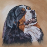 Berner Sennen Berner Sennen
