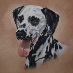 Dalmatiër Dalmatiër