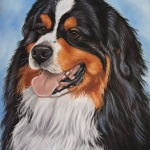 Berner Sennen hond Berner Sennen hond