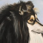 Sheltie Sheltie