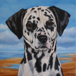 Dalmatier Dalmatier