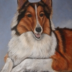 Schotse Collie Schotse Collie