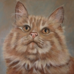 Maine coon Maine coon