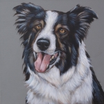 Border Collie Border Collie