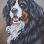 Berner Sennen Berner Sennen