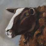 Zwartbles schaap Zwartbles schaap