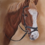 Paard Paard