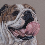 Engelse Bulldog Engelse Bulldog