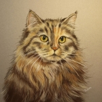 Maine Coon Maine Coon