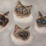 Heilige Birmanen Heilige Birmanen