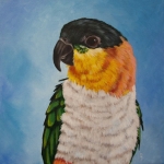 Papegaai Caique Papegaai Caique