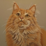 Rode kater Rode kater