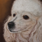 Witte poedel Witte poedel