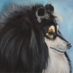 Sheltie Sheltie