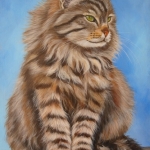 Maine Coon Maine Coon