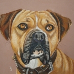 Kruising Boxer - Bulldog Kruising Boxer - Bulldog