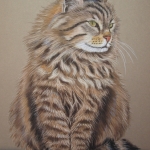 Maine Coon Maine Coon