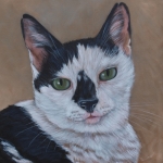 Zwart - witte kat Zwart - witte kat