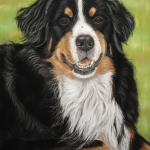 Berner Sennen Berner Sennen