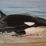 Orca Orca