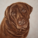 Labrador Retriever Labrador Retriever