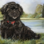 Havenezer pup Havenezer pup