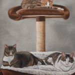 3 katten op krabpaal 3 katten op krabpaal