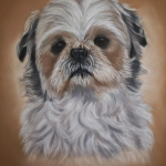 Shih Tzu Shih Tzu