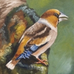 Appelvink Appelvink