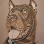 Sharpei Sharpei